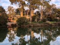 Gums Reflecting On The River